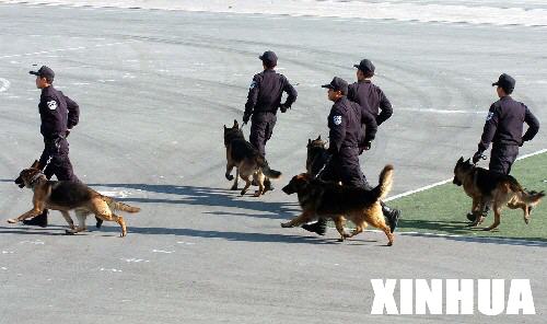 11月25日，北京特警在演练警犬救助、堵截逃犯等项目。当日，北京警方在北京市公安局巡警总队一训练基地向部分境外媒体记者介绍了2008年北京奥运会安保工作情况，并组织媒体记者观看了特警的防暴训练。北京奥运安保协调小组负责人表示，北京警方围绕“平安奥运”这个总体目标，将进一步加强安保科技装备建设，提高反恐和处理突发事件的能力，确保举办一届安全的奥运会。