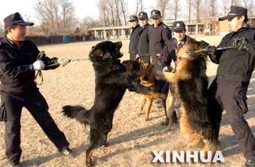 这是北京公安局警犬基地的藏獒（左）在进行训练（2005年12月26日摄）。