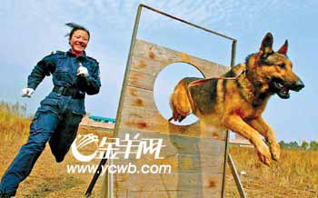 女孩训警犬苦中聊作乐