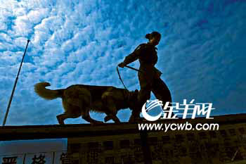 女孩训警犬苦中聊作乐