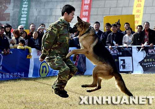 11月3日，一名训犬员带着警犬进行跳绳表演。当日，由中国工作犬管理协会主办的“2007南京全犬种展评暨训练比赛”以及“2007中国工作犬管理协会犬种展评暨训练比赛优胜赛”在公安部南京警犬研究所训练场拉开帷幕，来自各地的30多个品种共500只犬参加各项展评以及服从训练赛、搜索赛等训练比赛，吸引了许多爱犬者前往观看。 
