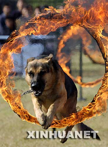 11月3日，一只警犬在表演跳越火圈。当日，由中国工作犬管理协会主办的“2007南京全犬种展评暨训练比赛”以及“2007中国工作犬管理协会犬种展评暨训练比赛优胜赛”在公安部南京警犬研究所训练场拉开帷幕，来自各地的30多个品种共500只犬参加各项展评以及服从训练赛、搜索赛等训练比赛，吸引了许多爱犬者前往观看。 