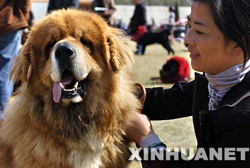 11月3日，一只参赛藏獒在做比赛准备。当日，由中国工作犬管理协会主办的“2007南京全犬种展评暨训练比赛”以及“2007中国工作犬管理协会犬种展评暨训练比赛优胜赛”在公安部南京警犬研究所训练场拉开帷幕，来自各地的30多个品种共500只犬参加各项展评以及服从训练赛、搜索赛等训练比赛，吸引了许多爱犬者前往观看。 