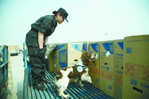 警犬首次机场上岗查货运