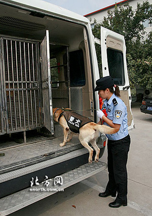 图为警犬在登上汽车。