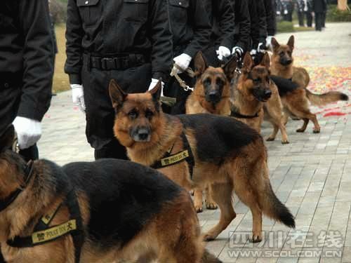 成都市公安局青羊分局警察训练基地今日启动(组图)