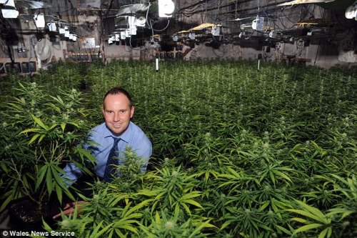 南威尔士的一名警察与植物大麻合影
