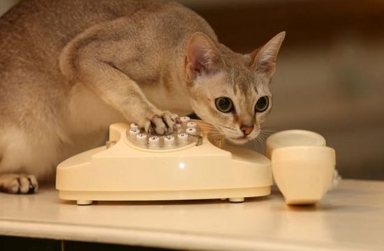 英一小猫电话 报警 致警方破门而入 主人无奈修门(图)