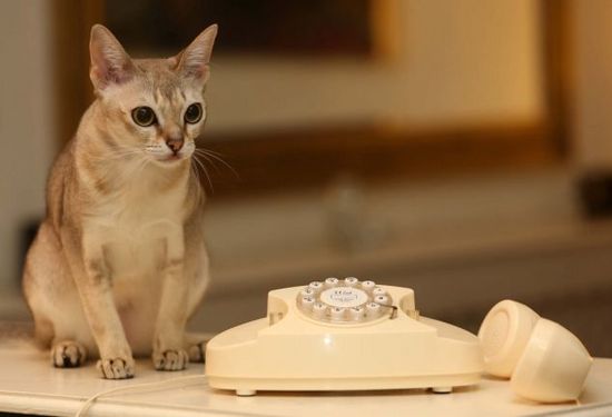英一小猫电话 报警 致警方破门而入 主人无奈修门(图)