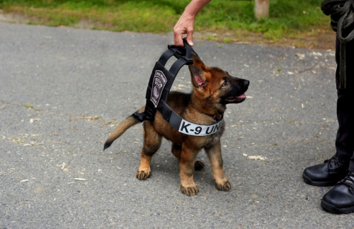 警犬宝宝提前试穿防弹工作服萌化人心(图)
