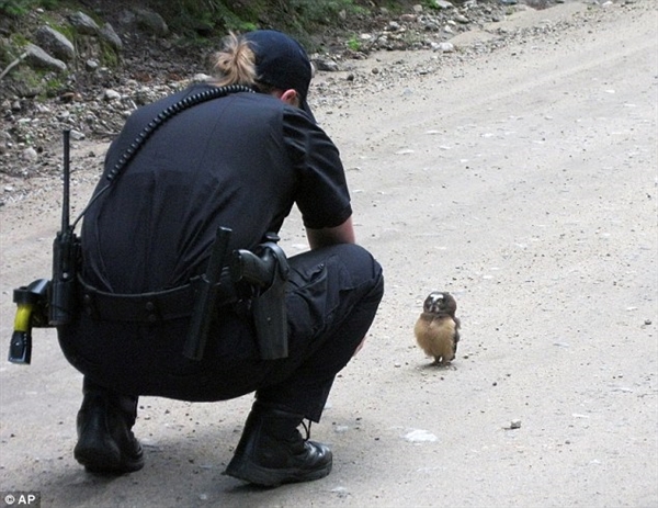 呆萌小猫头鹰在与警察“对峙”