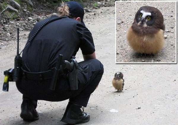 呆萌小猫头鹰在与警察“对峙”