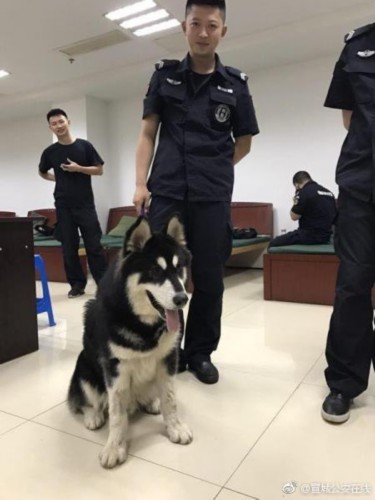 大狗主动投奔警局想做警犬 训导员:智商是硬伤