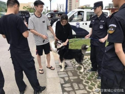 大狗主动投奔警局想做警犬 训导员:智商是硬伤