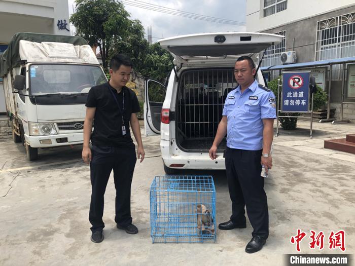 图为云南瑞丽森警用无人机破获一起野生动物案。 董诗锟 摄 图为云南瑞丽森警用无人机破获一起野生动物案。 董诗锟 摄