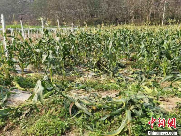 图为被野象踩踏后的玉米地。　缪超 摄