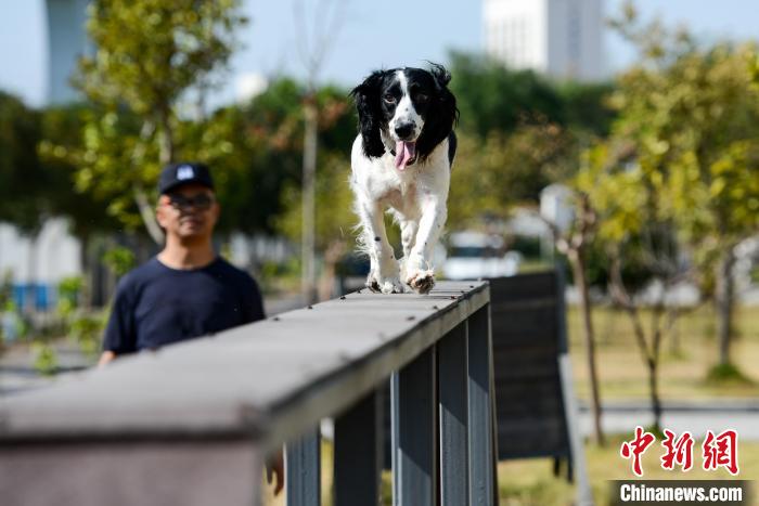图为训犬员引导警犬“凯特”进行体能训练。　何蓬磊 　摄