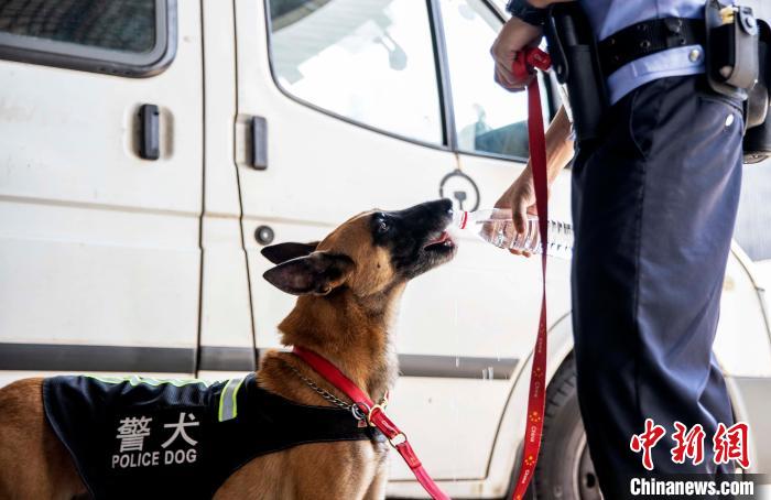 图为巡逻结束后，训犬员在给警犬喂水。　高吕艳杏 摄