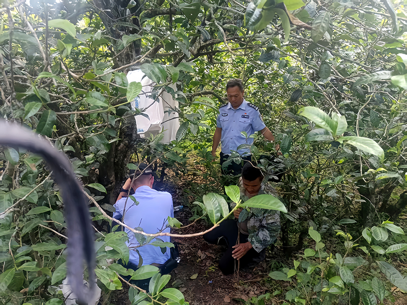 双江警察在茶山上固定犯罪现场。临沧市公安局供图